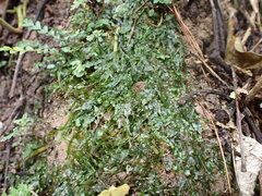 Pallavicinia tenuinervis