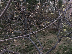 Chimonanthus praecox