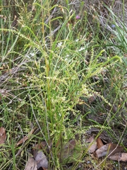 Dielsiodoxa lycopodioides