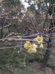 Chimonanthus praecox
