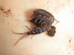 Rhysida carinulata