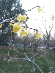 Chimonanthus praecox