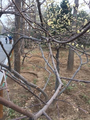 Chimonanthus praecox