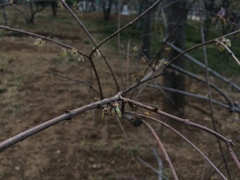 Chimonanthus praecox