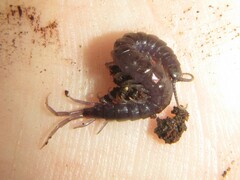 Rhysida carinulata