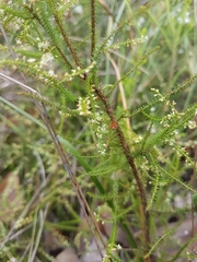 Dielsiodoxa lycopodioides