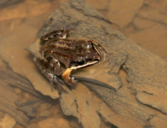 Leptodactylus albilabris