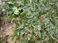 Pallavicinia tenuinervis