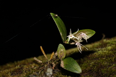 Dendrobium aemulum