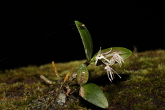 Dendrobium aemulum