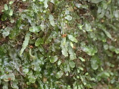 Pallavicinia tenuinervis