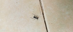Myrmhopla