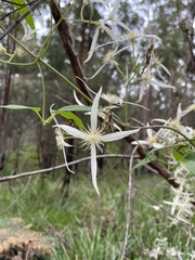 Clematis pubescens