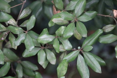 Litsea rotundifolia