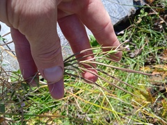 Epilobium adenocaulon