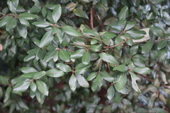 Litsea rotundifolia
