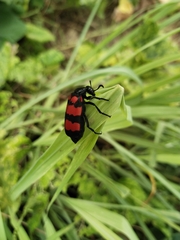 Hycleus biundulatus