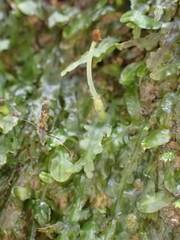 Pallavicinia tenuinervis