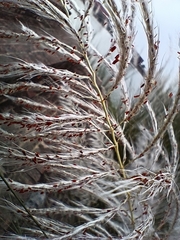 Saccharum spontaneum