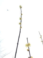 Chimonanthus praecox