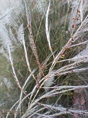 Saccharum spontaneum