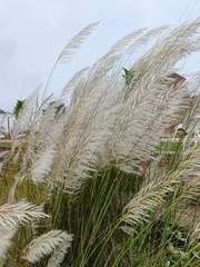 Saccharum spontaneum