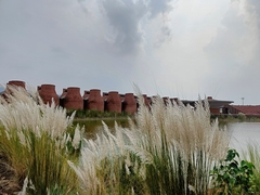 Saccharum spontaneum