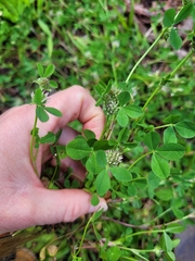 Trifolium glomeratum