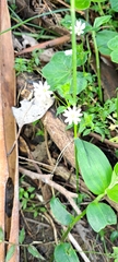 Stellaria flaccida