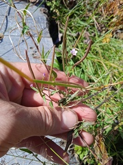 Epilobium adenocaulon