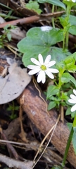 Stellaria flaccida