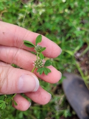 Trifolium glomeratum