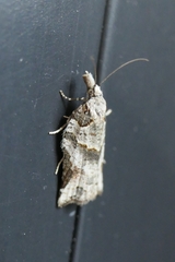 Harmologa amplexana