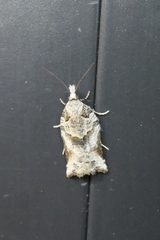 Harmologa amplexana