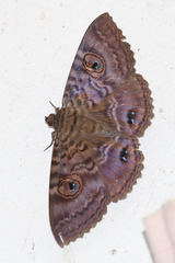 Speiredonia spectans