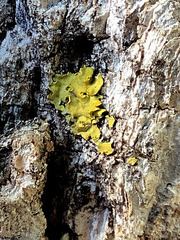 Xanthomendoza