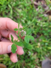 Trifolium glomeratum