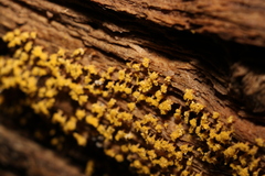 Oligonema verrucosum