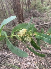 Hakea amplexicaulis