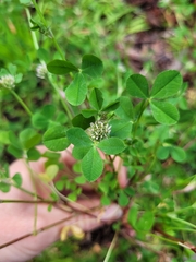 Trifolium glomeratum