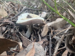 Amanita ananiceps