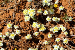 Helichrysum herniarioides