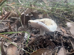 Amanita ananiceps