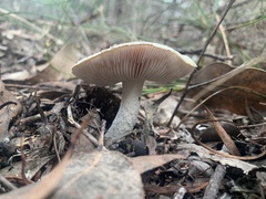 Amanita ananiceps