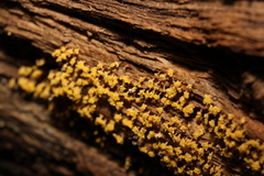 Oligonema verrucosum