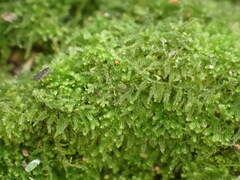 Lepidoziaceae
