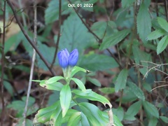 Gentiana scabra