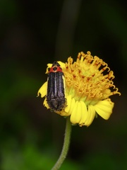 Acmaeodera flavomarginata