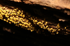 Oligonema verrucosum