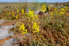 Cyanella lutea lutea